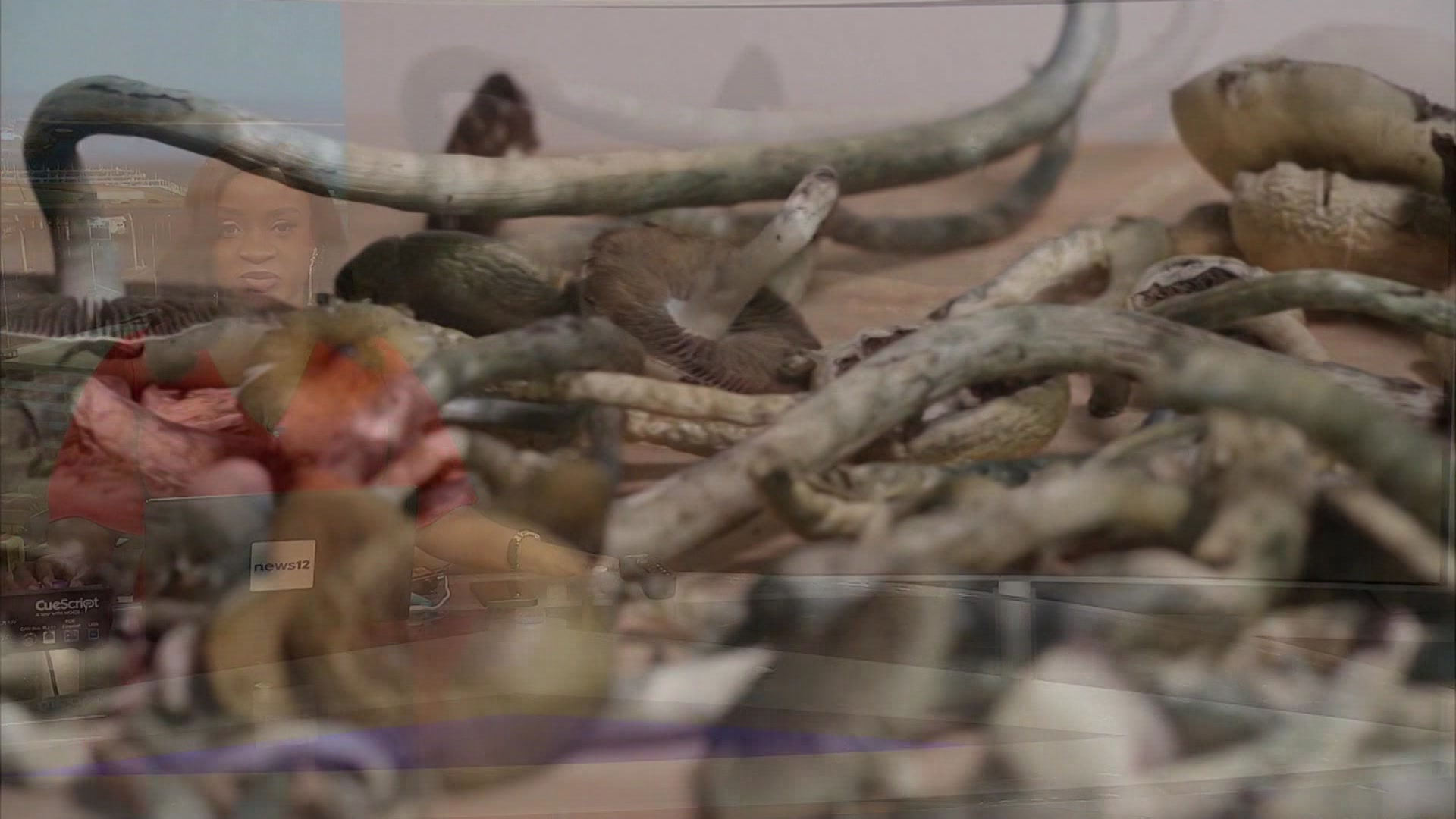 492026Ctmushroms_2026-04-09-06-23-36