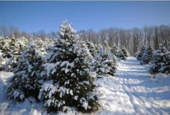 Article 151067 Thumbnail