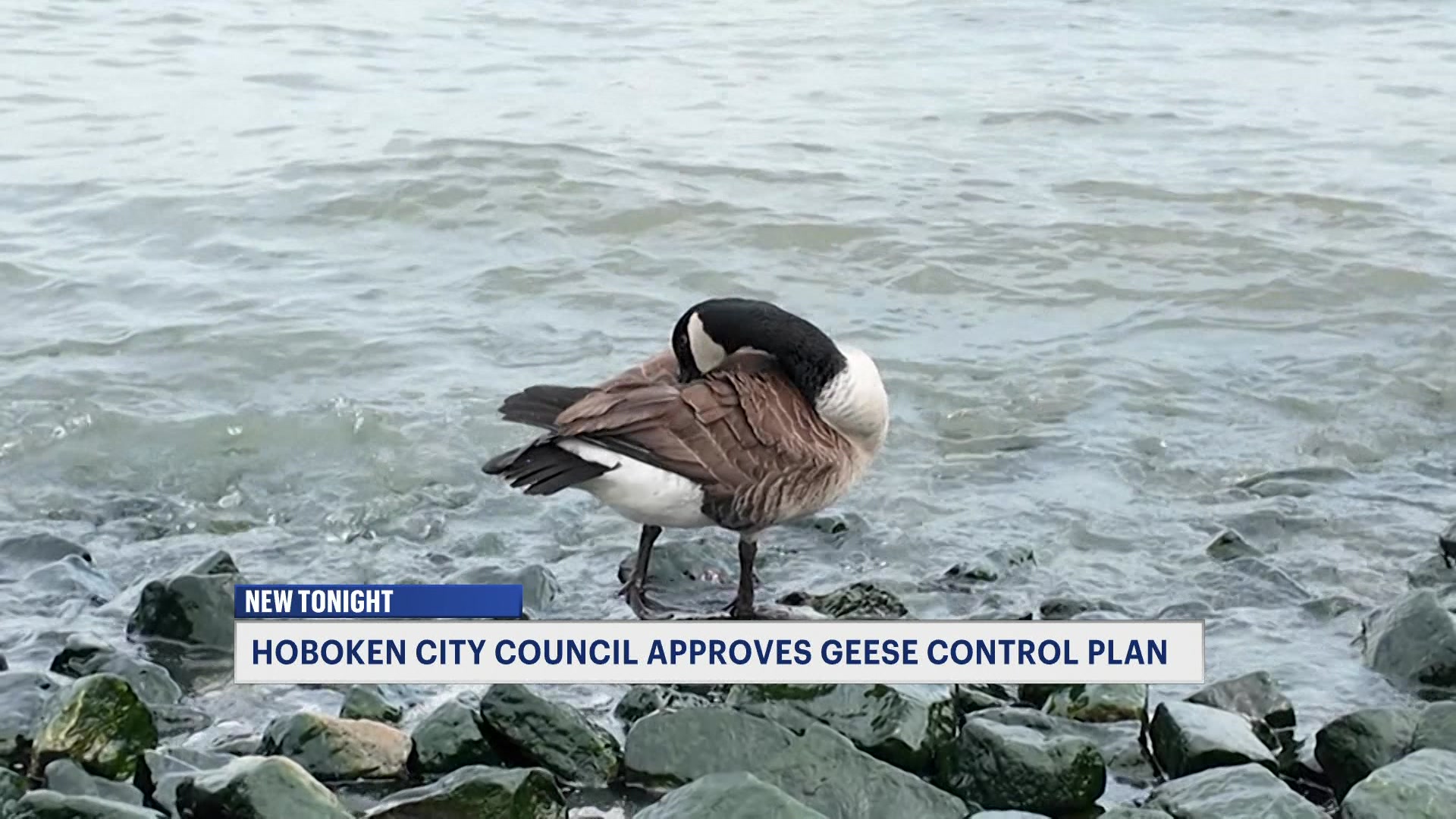 GooseTomK5pm_2026-04-13-17-19-52