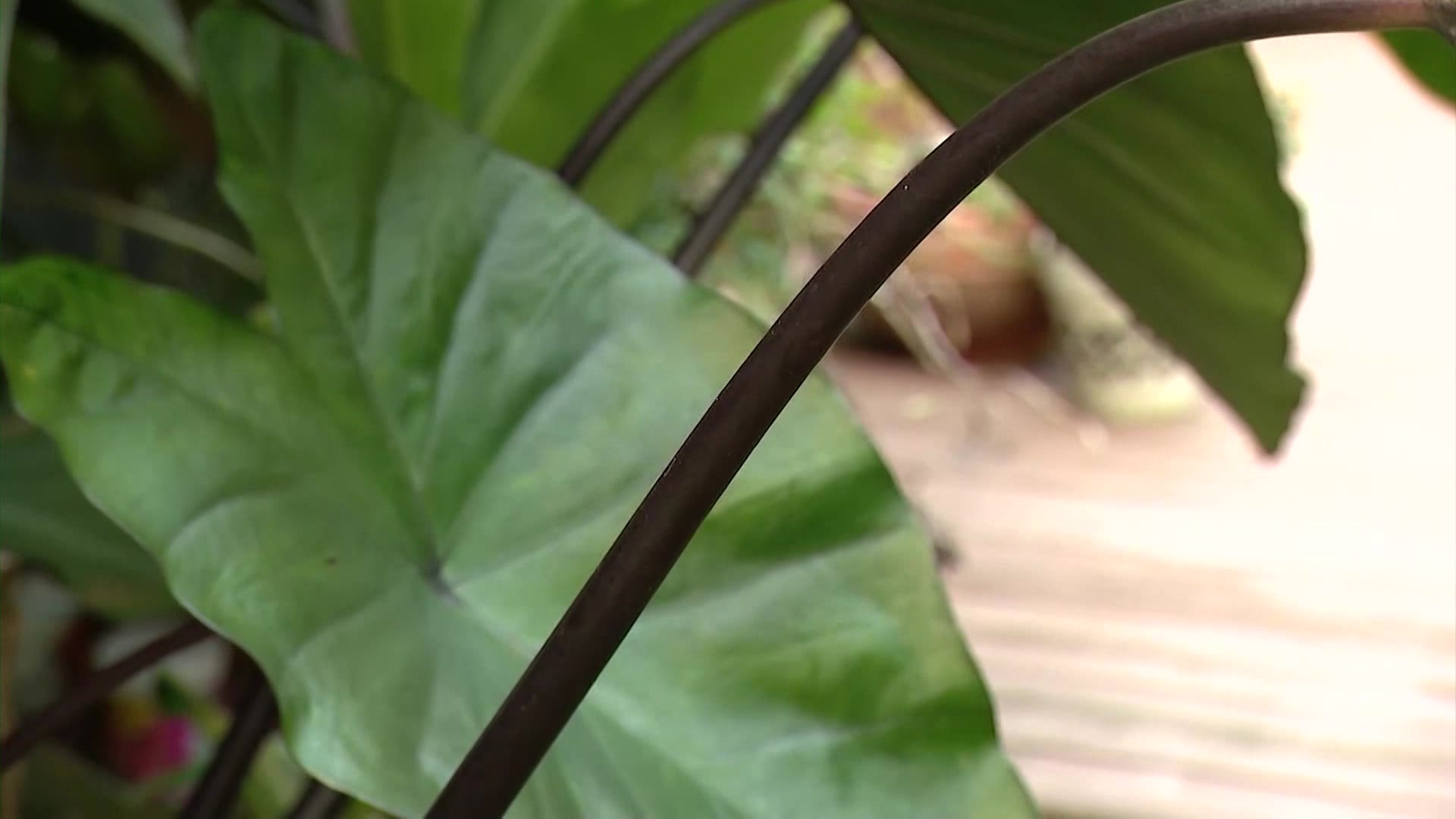 News 12 | Bronx | Garden Guide How To Put Elephant Ears To Sleep For The  Winter
