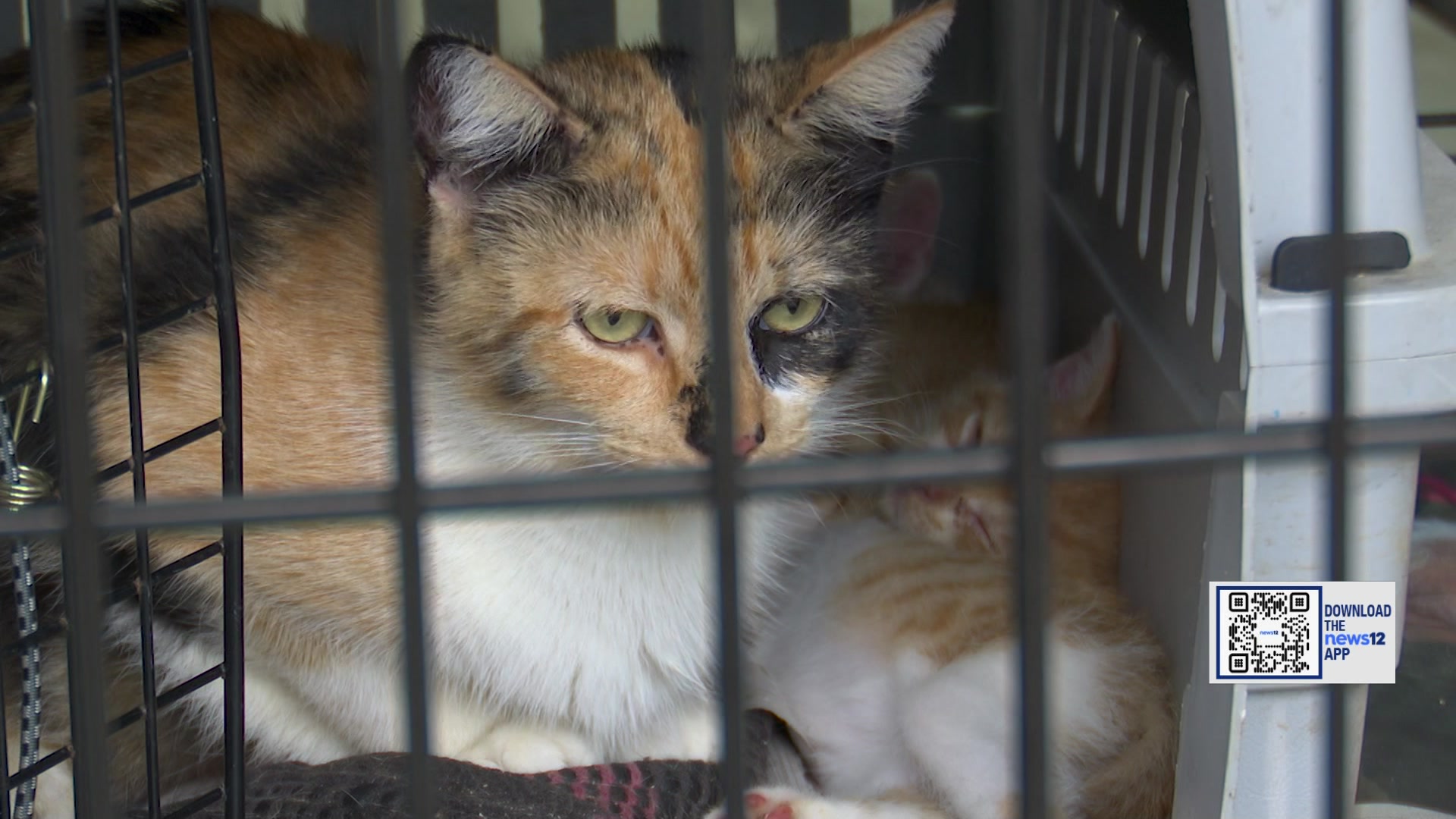 Rockland Green Animal Shelter aims to reduce amount of feral cats ...