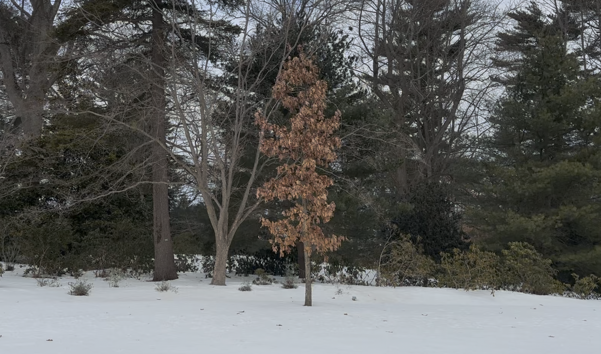 Screenshot 2026-02-17 at 10.04.45 AM.png