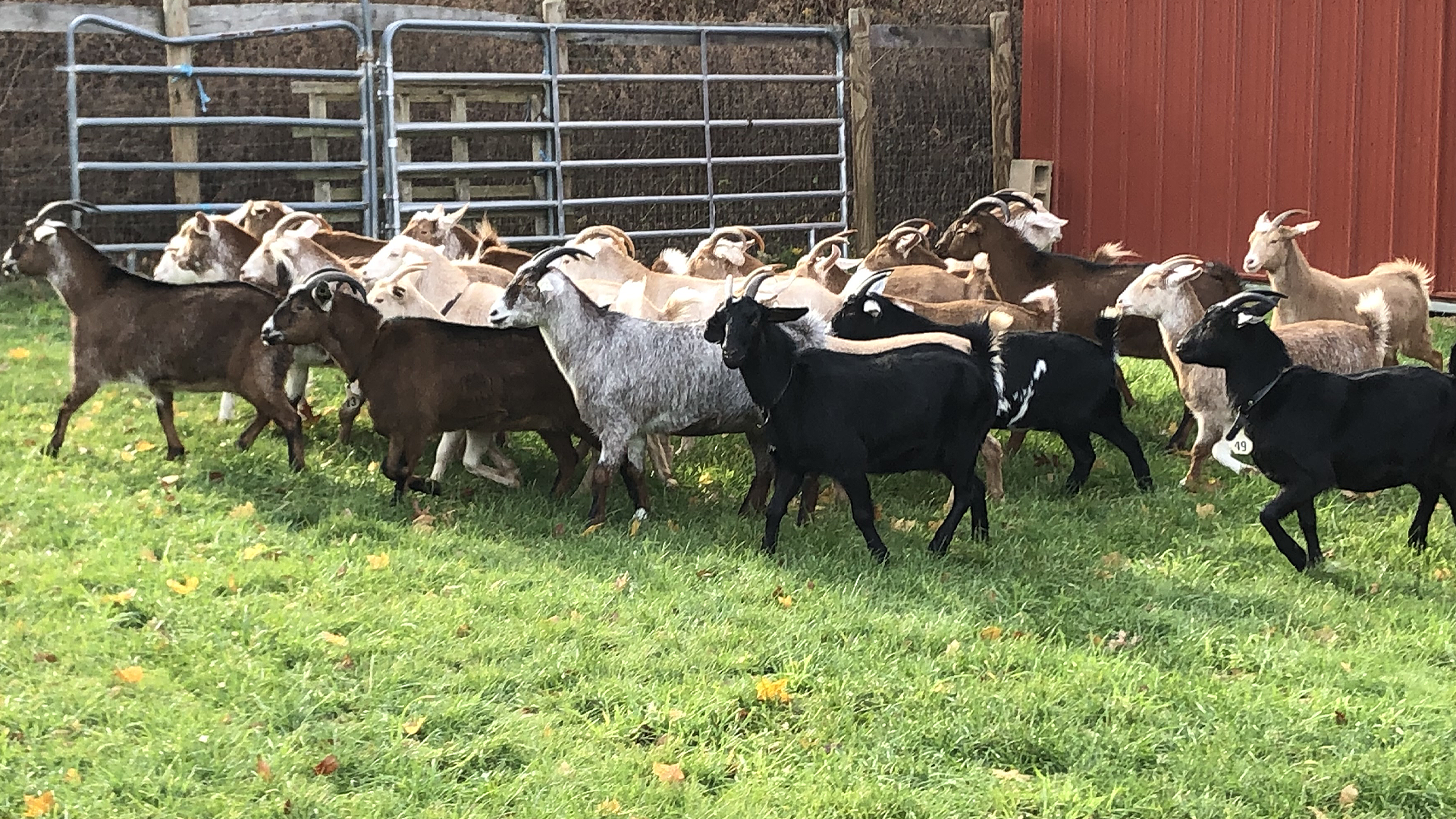 Judge rules state can permanently secure 90 neglected goats seized