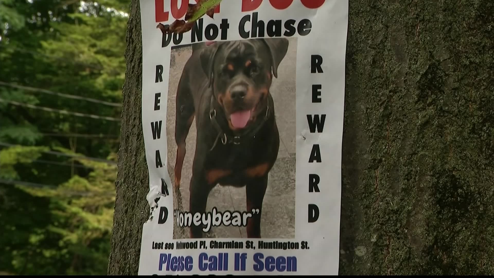 Melville family frantically searches for rottweiler that went missing ...