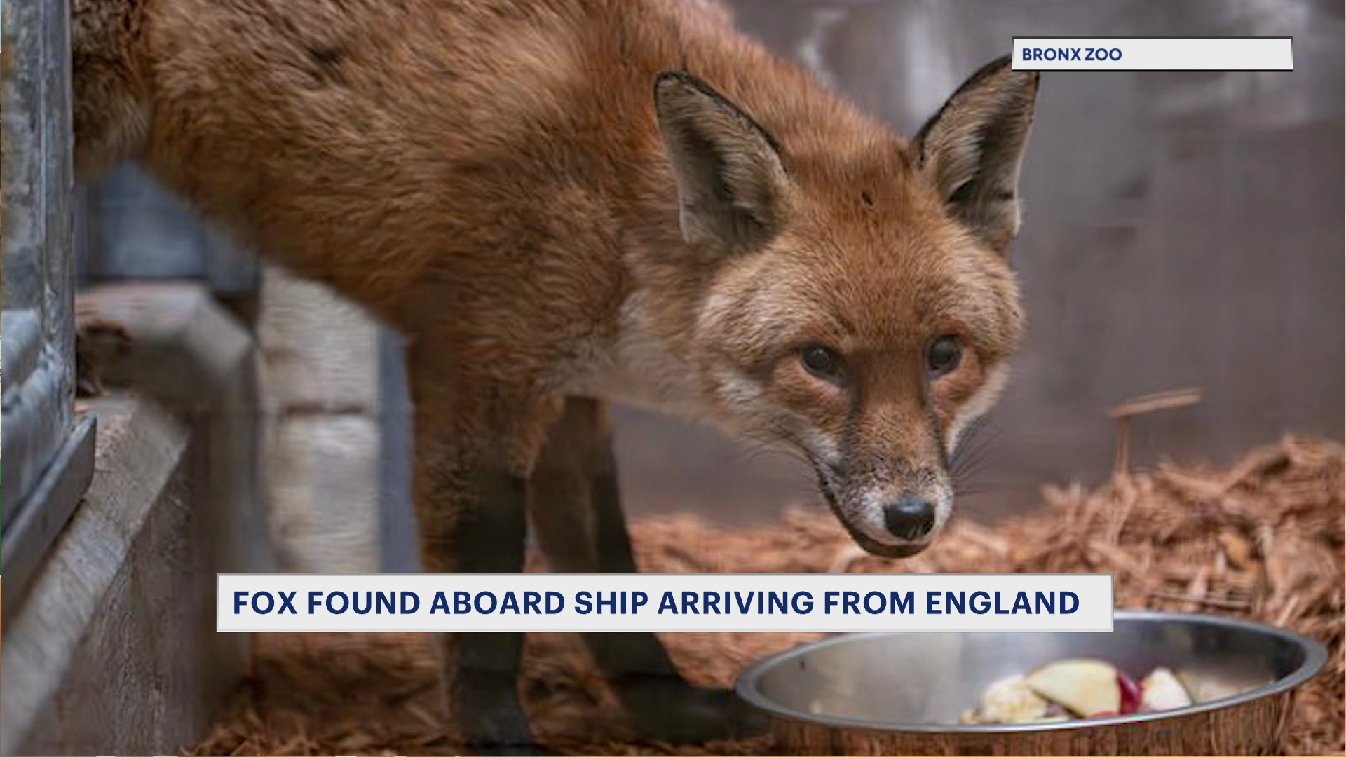 News 12 | Bronx | Stowaway Fox Found On Ship At Port Of New York