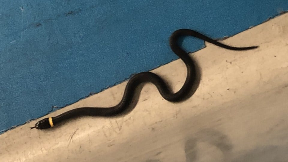 Article 8899 Thumbnail