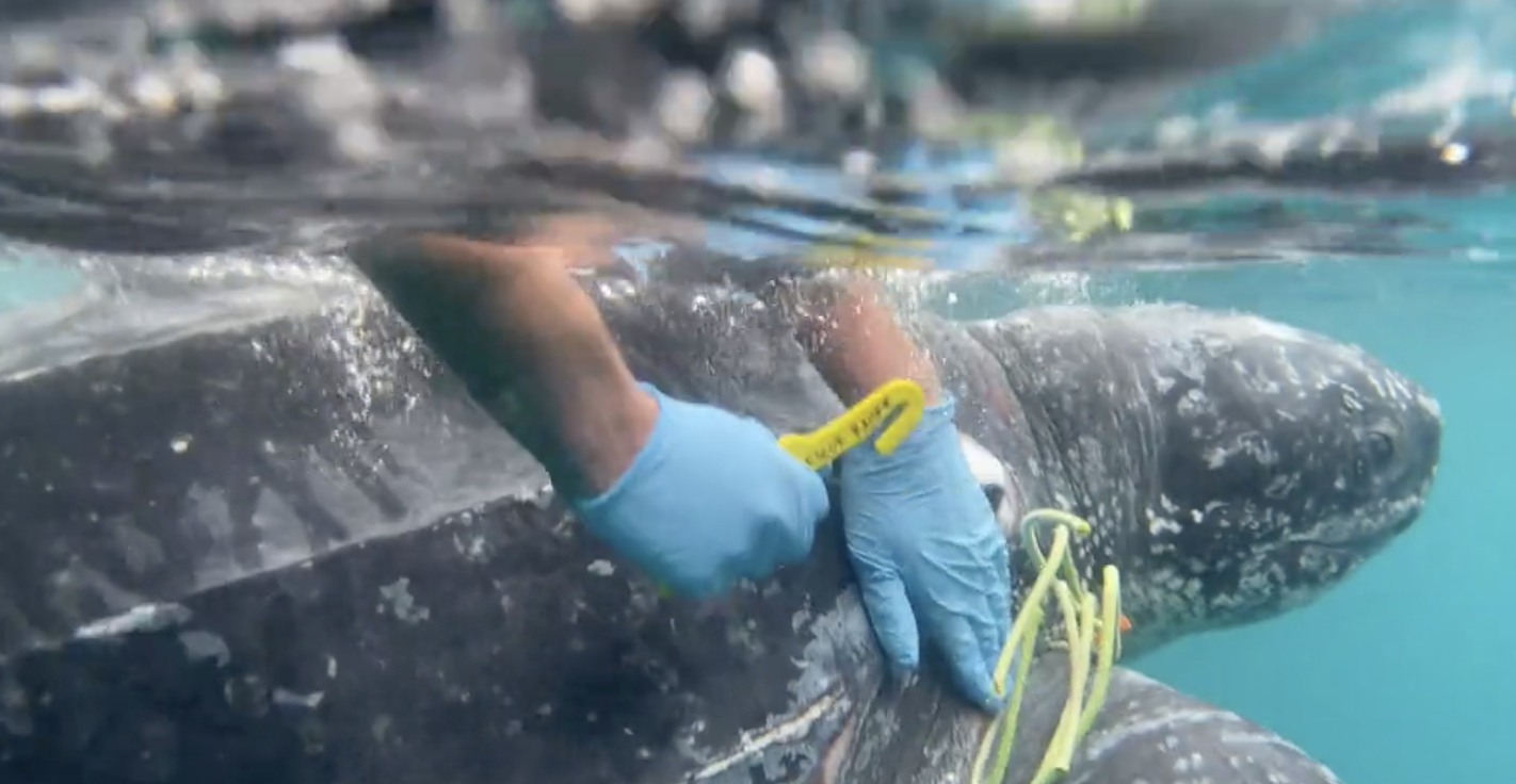 Article 11315 Thumbnail