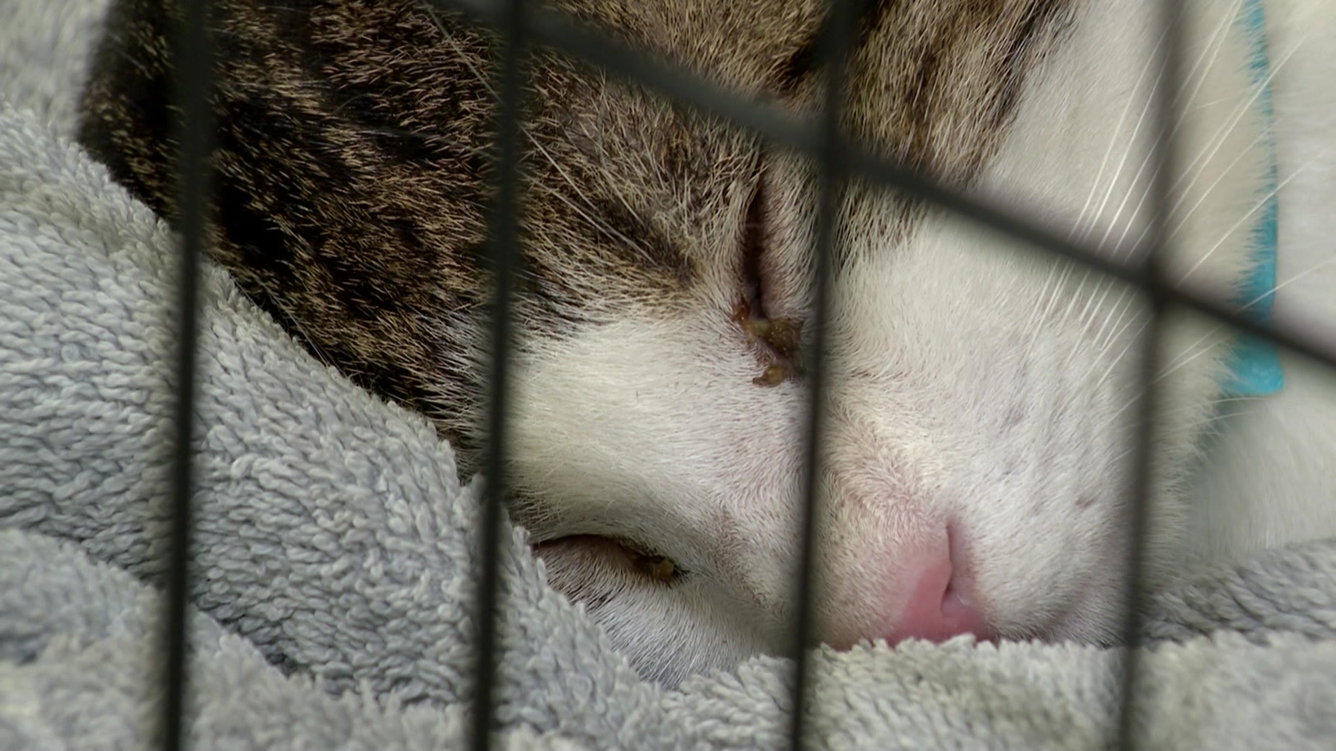 Cats removed from hoarding situation in Winsted will eventually be put