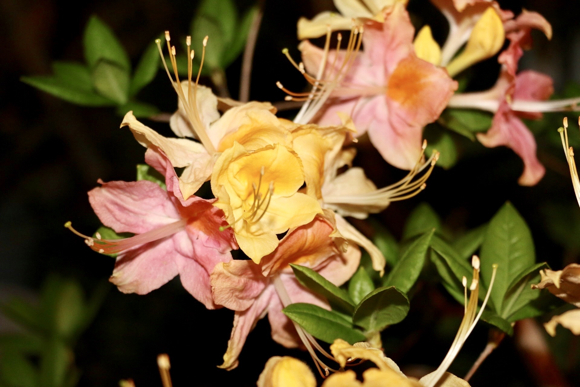 GARDEN RAINBOW AZALEA.JPG
