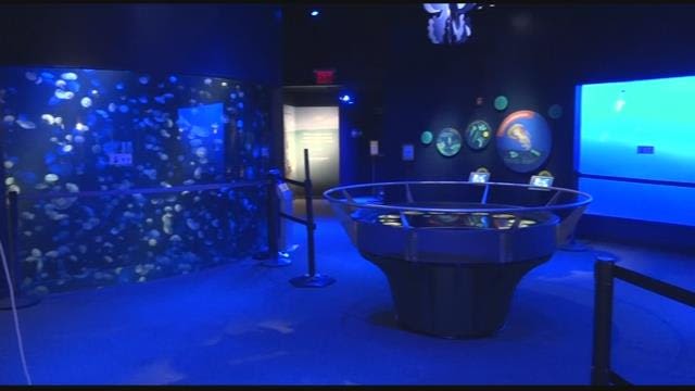 NY Aquarium reopens with social distancing guidelines and new ‘Spineless’ exhibit