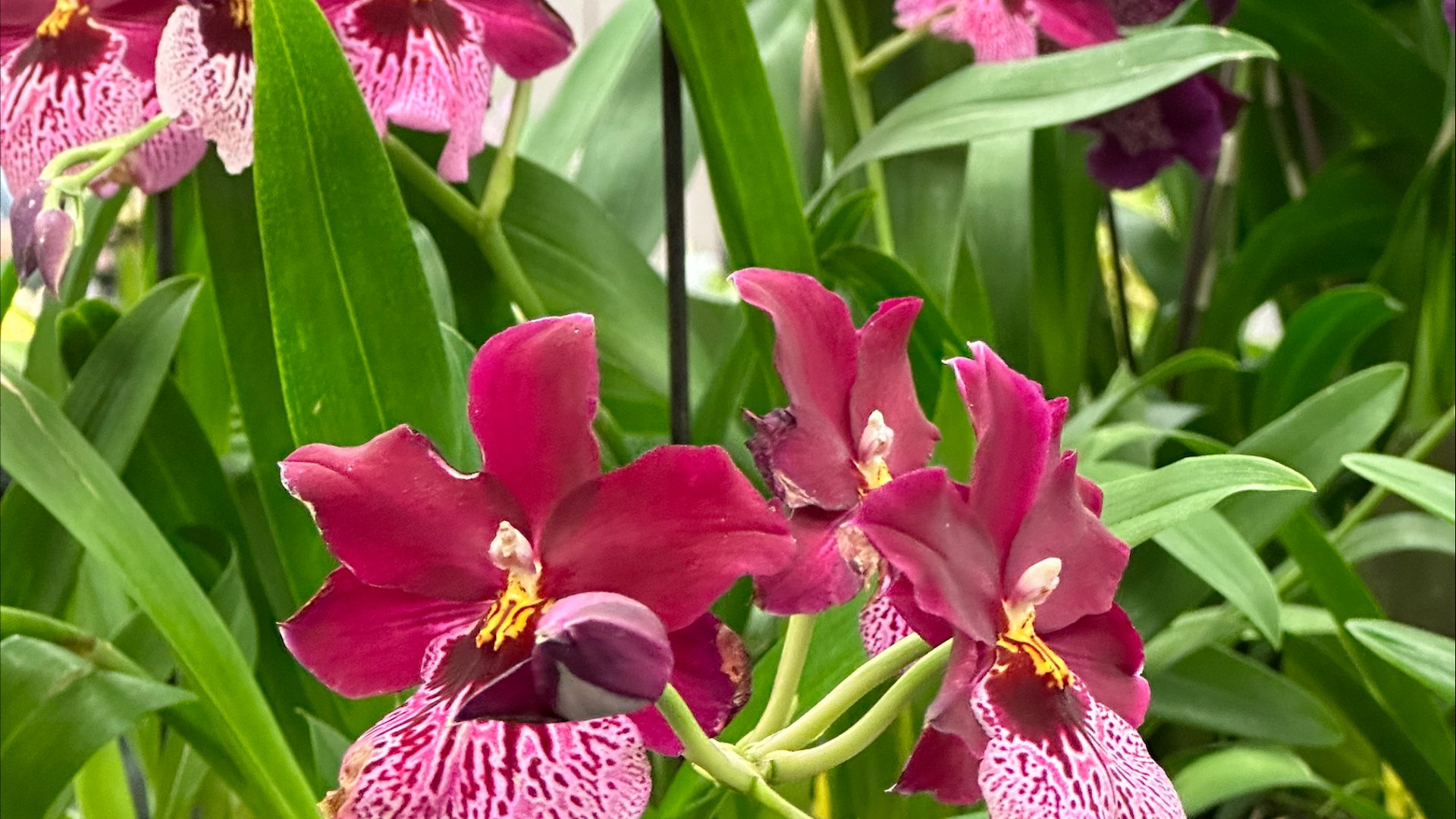 Long Island Orchid Festival 2025