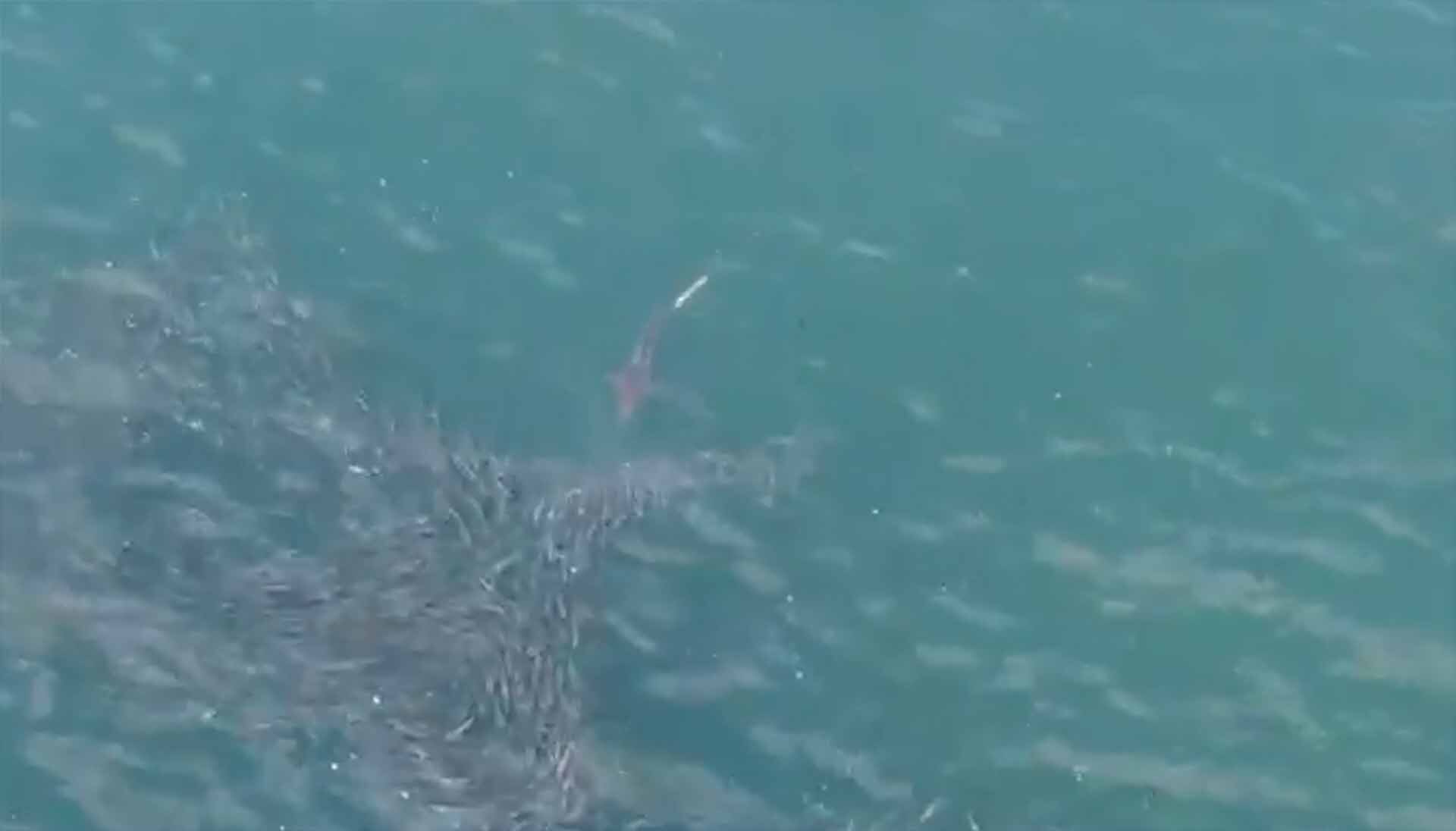 Sharks spotted at Jones Beach and Robert Moses; temporarily halting