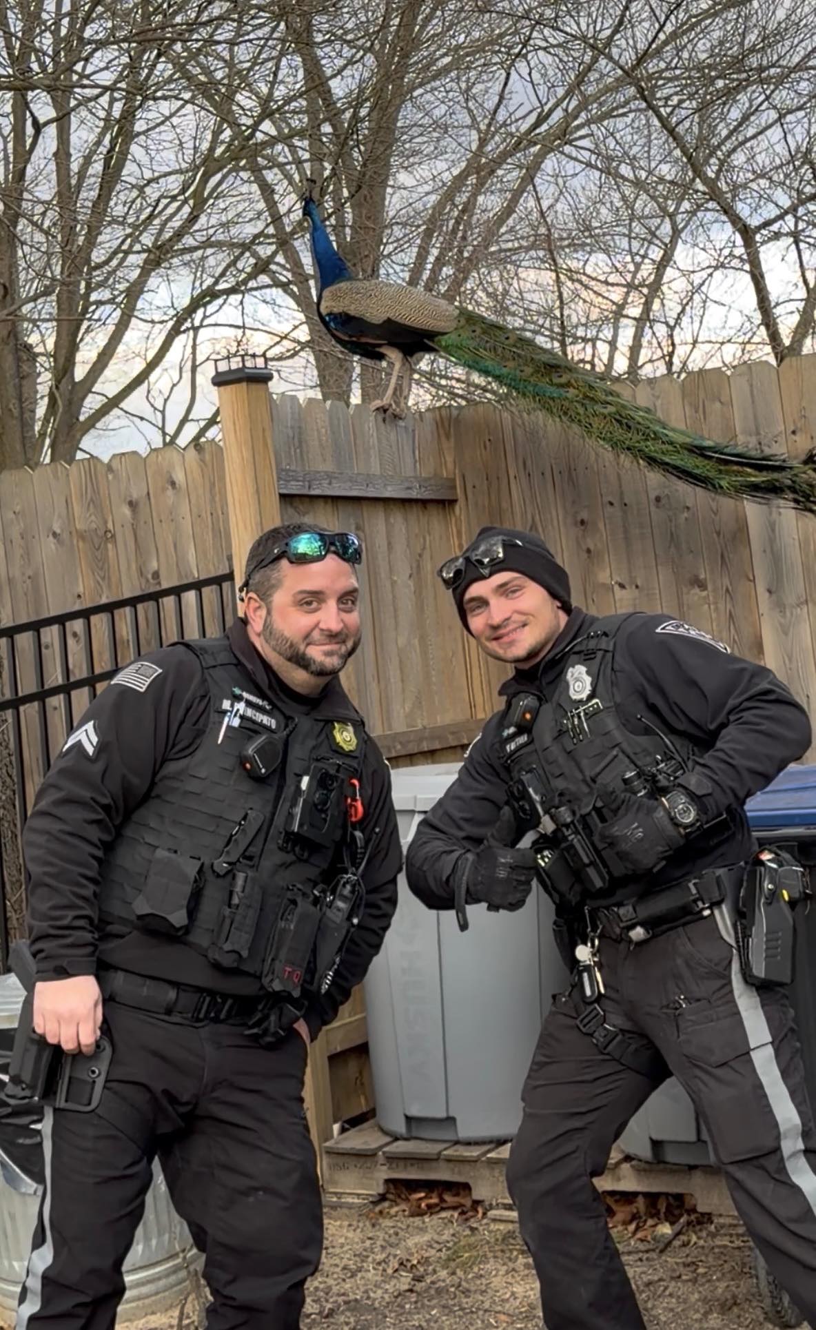 Deptford peacock full.jpg