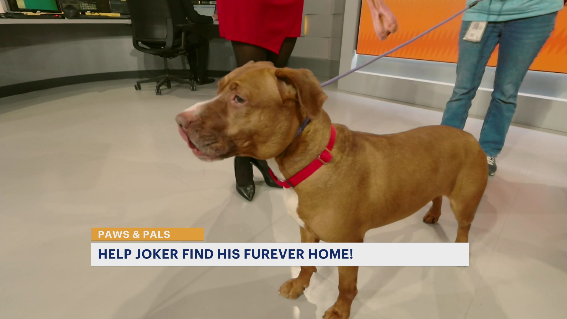 PawsAndPals027NJTA_2026-02-27-08-39-36