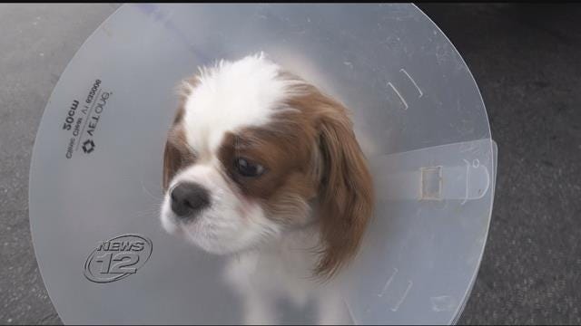 Article 152380 Thumbnail