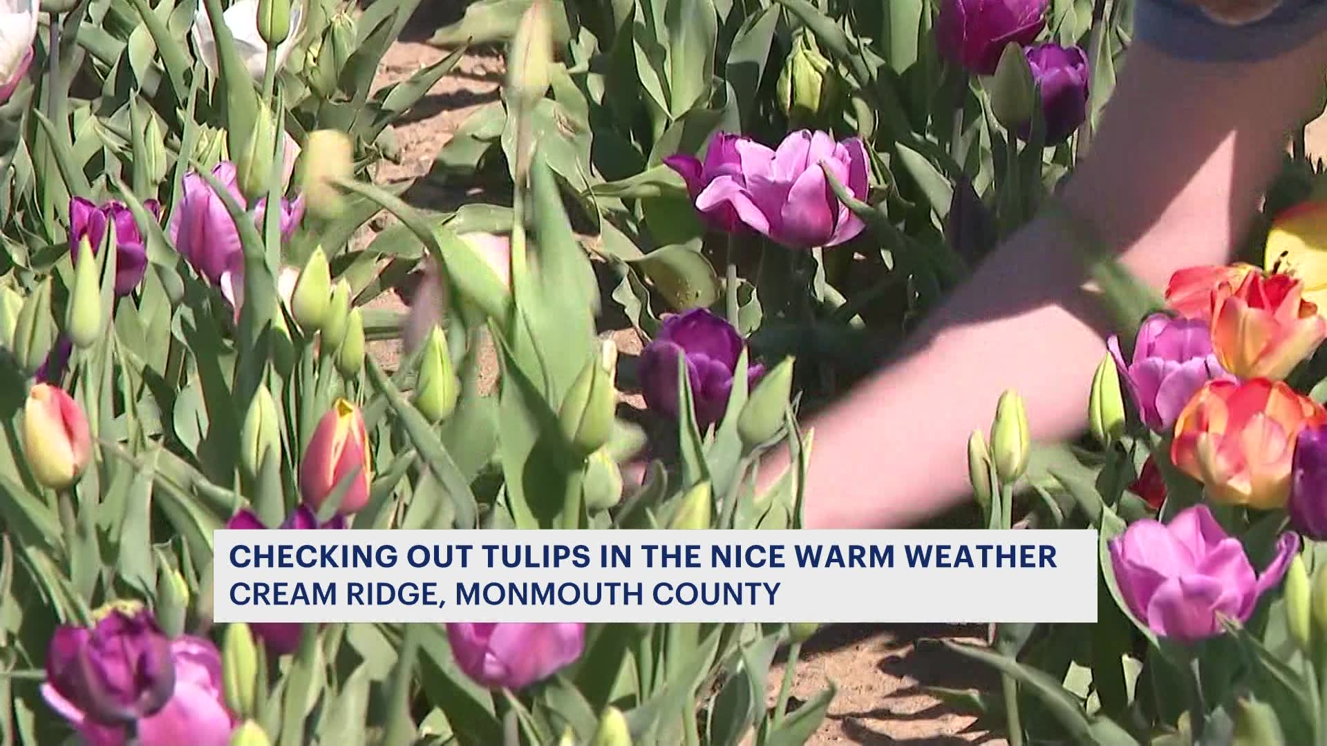 Springtime fun UPick tulips now open at Holland Ridge Farms in