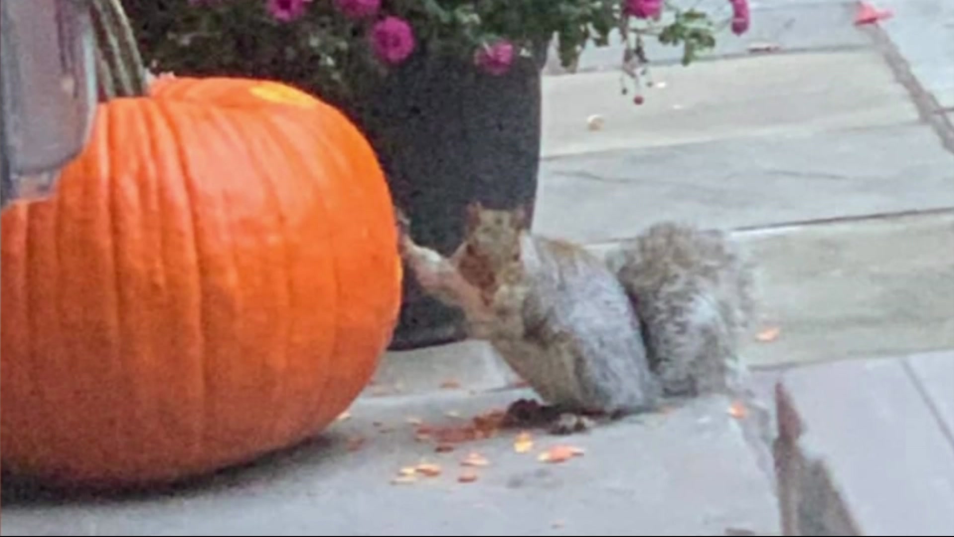 Article 242144 Thumbnail