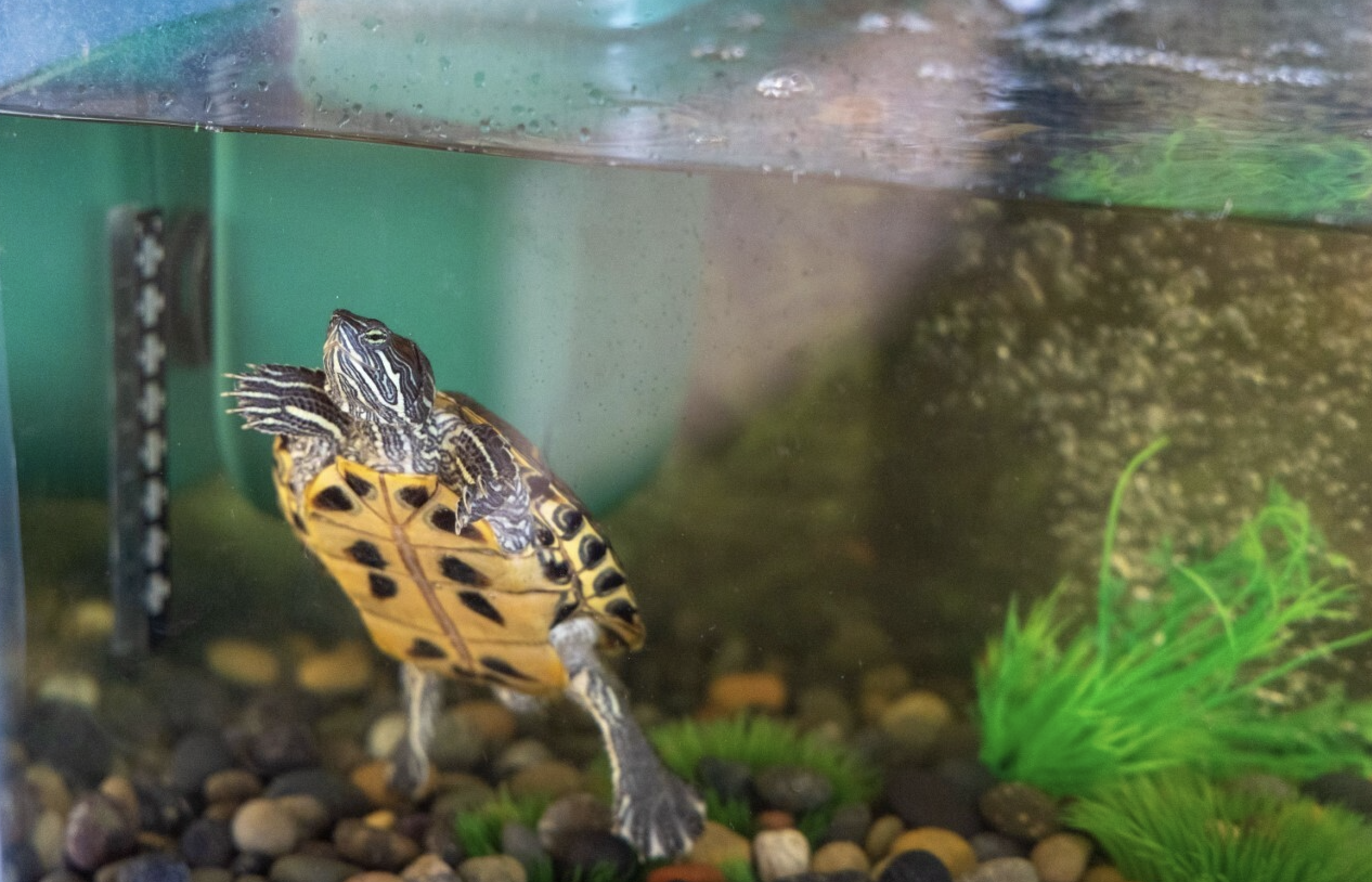 Turtle power! Yankees' new pet Bronxie is 'lucky charm' 