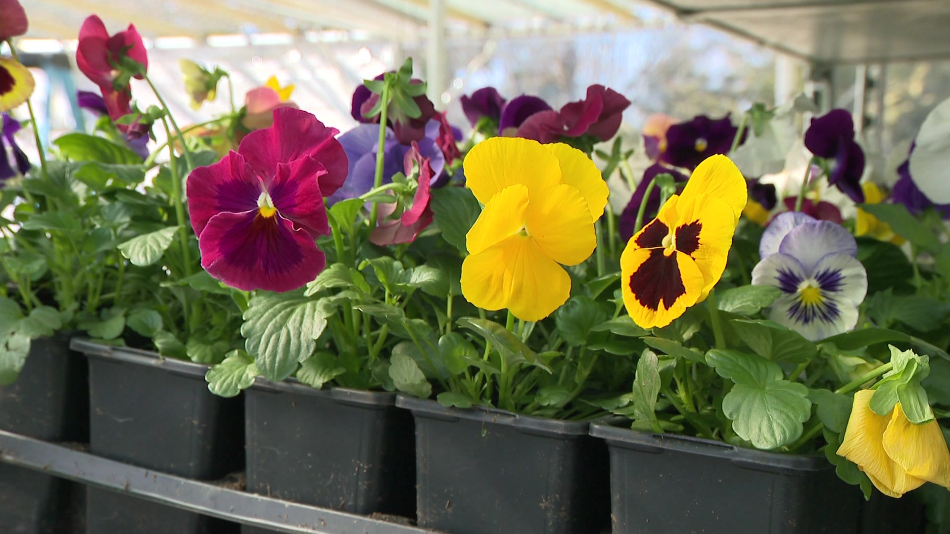 RTLITheCostOfGardeningTPonton12pm_2026-04-06-19-24-01