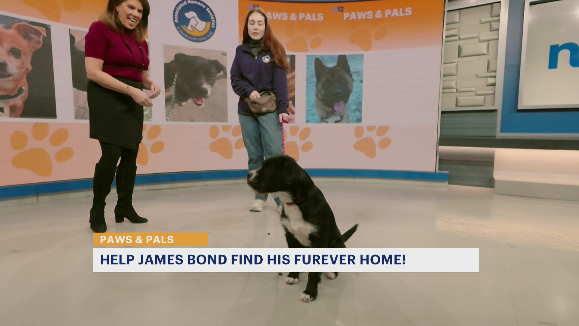 PawsAndPals0220NJTA_2026-02-20-11-07-31