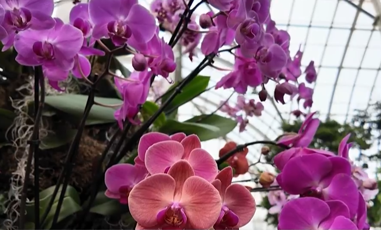 NYBG Orchid Show
