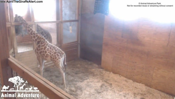 Bewolkt Eigen Aanvulling April the Giraffe Cam - Animal Adventure Park