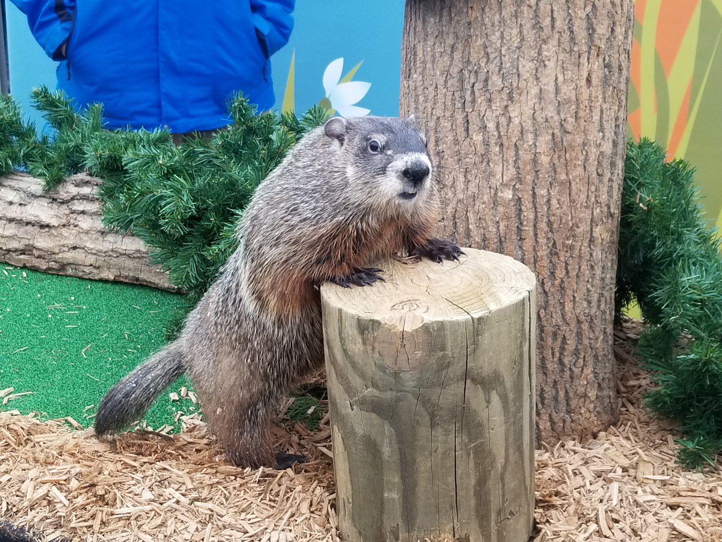 6 more weeks of winter or an early spring? Meet the Groundhog Day