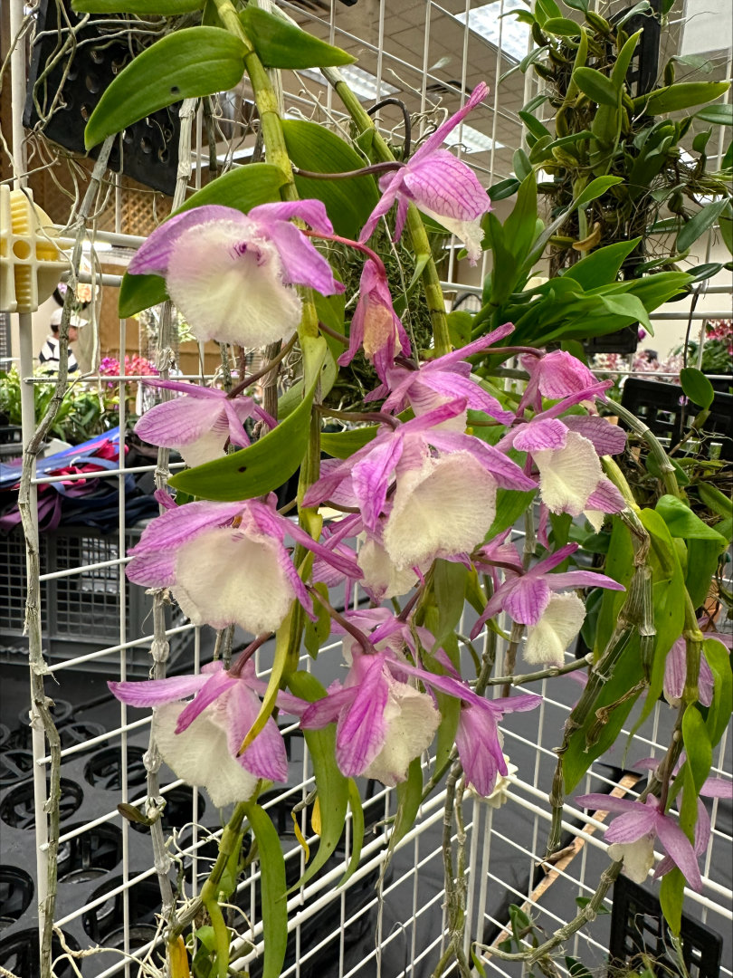 Long Island Orchid Festival being held this weekend at Planting Fields