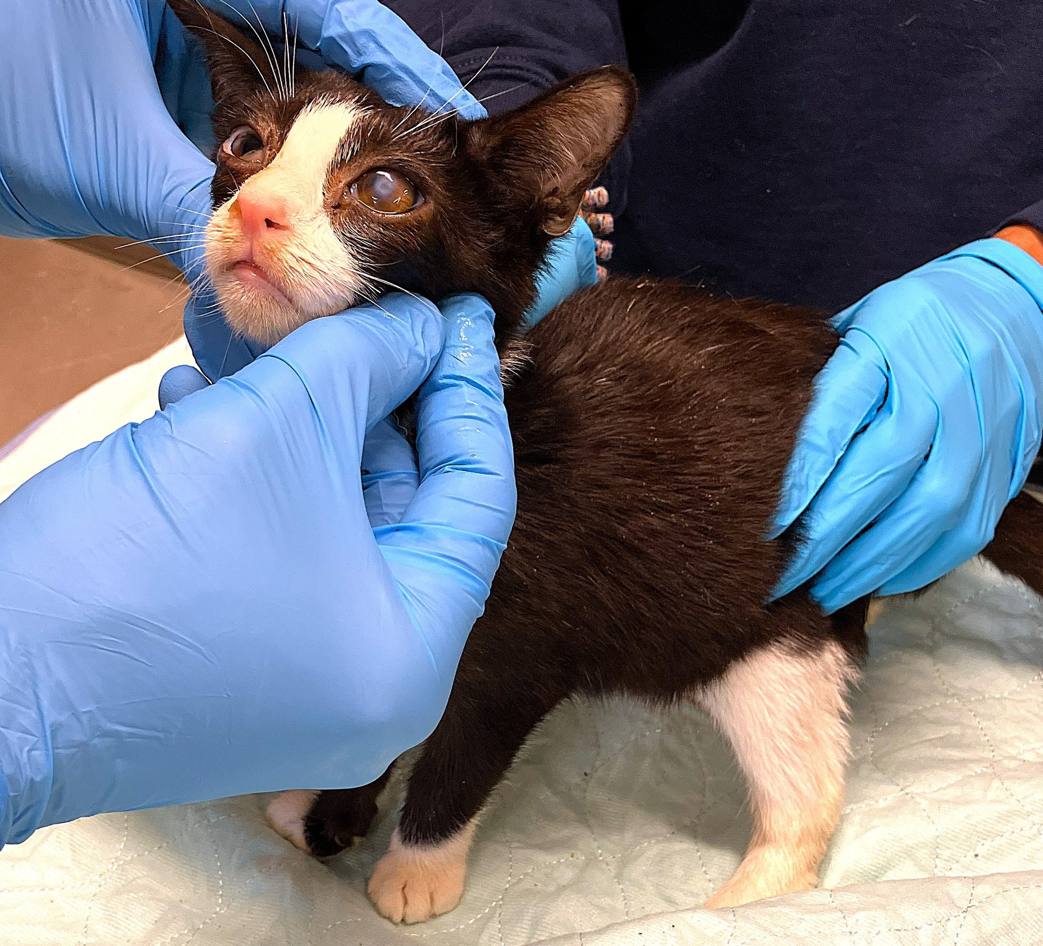 633715852 1333907085432311 9034710103173383143 n