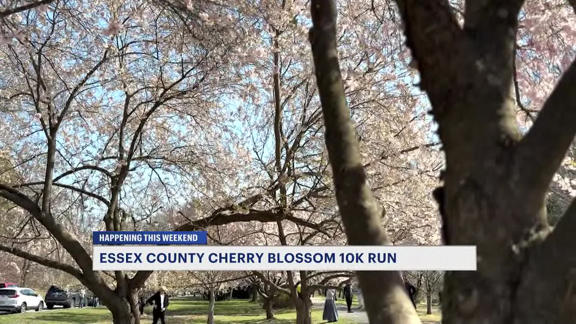 CherryBlossomsVST_2026-04-10-16-37-30