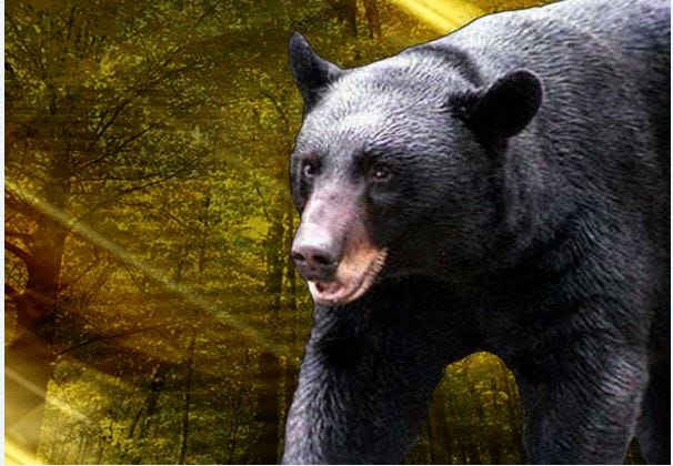 Article 20369 Thumbnail