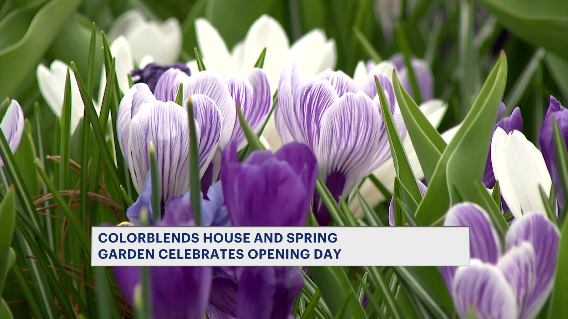 ColorblendsVS430Show033126_2026-03-31-16-59-25