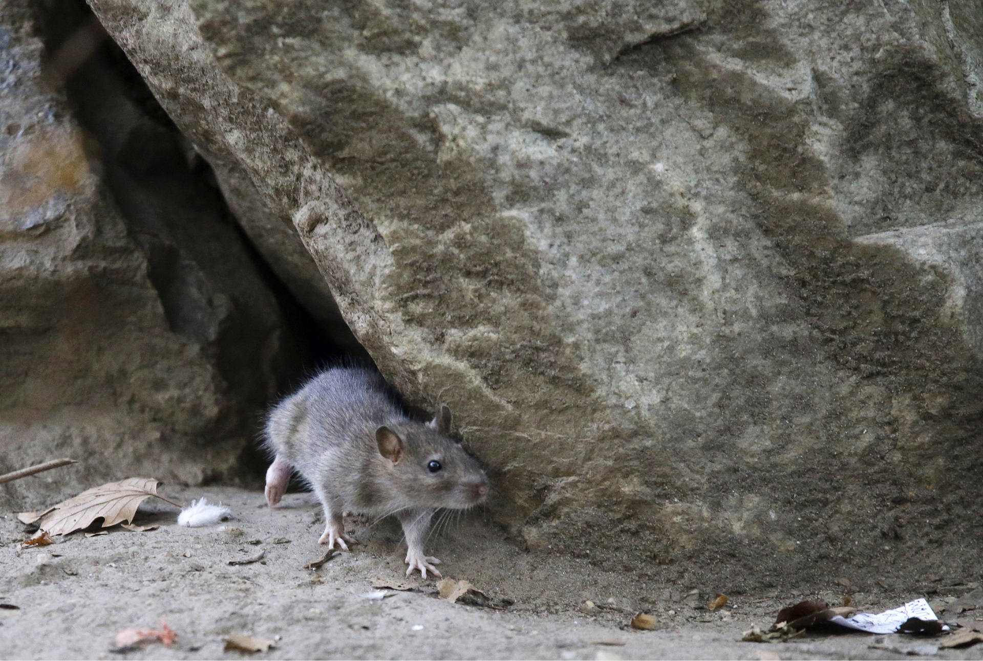 Hartford makes top 20 on Orkin's 'Rattiest Cities' list