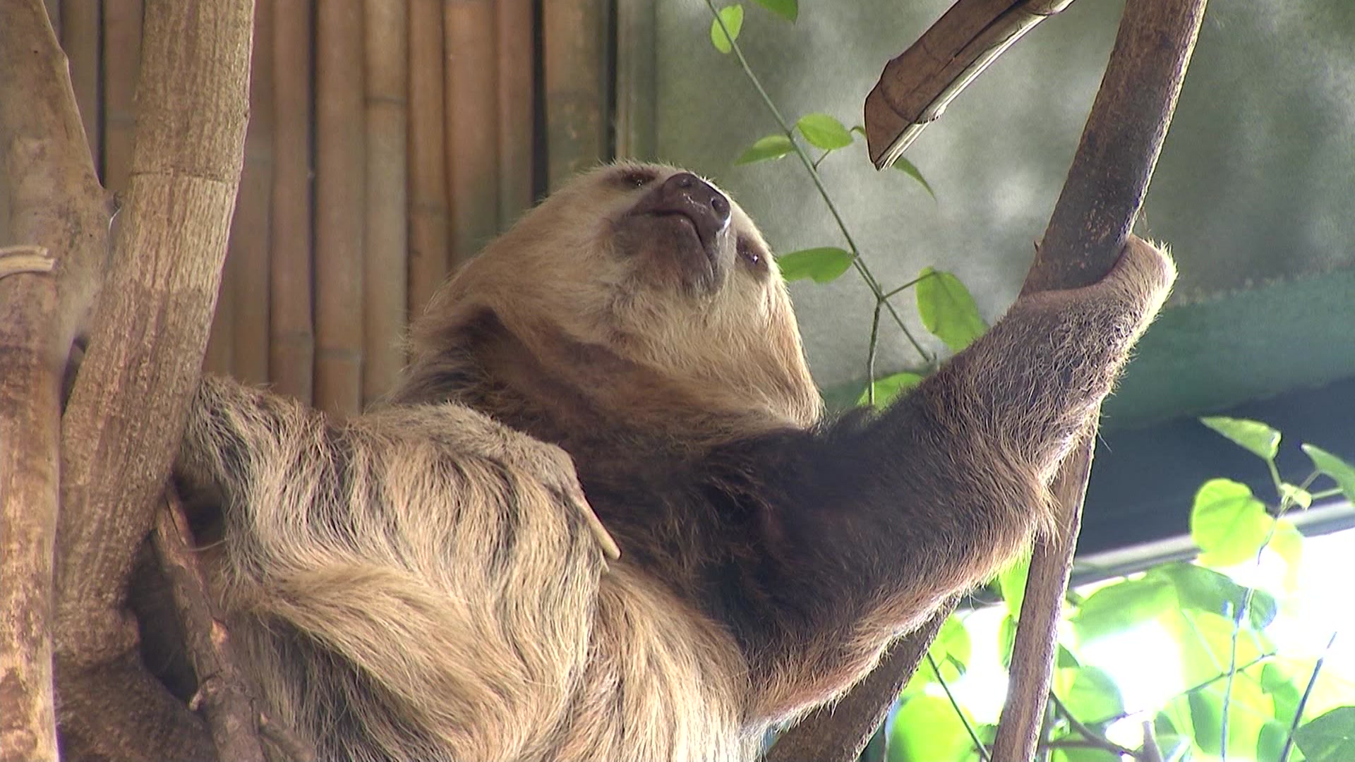 rhubarb-the-2-toed-sloth-sworn-in-as-beardsley-zoo-s-mayor