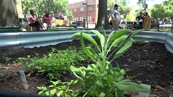 NYC nonprofit partners with NYCHA to convert outdoor spaces into ...