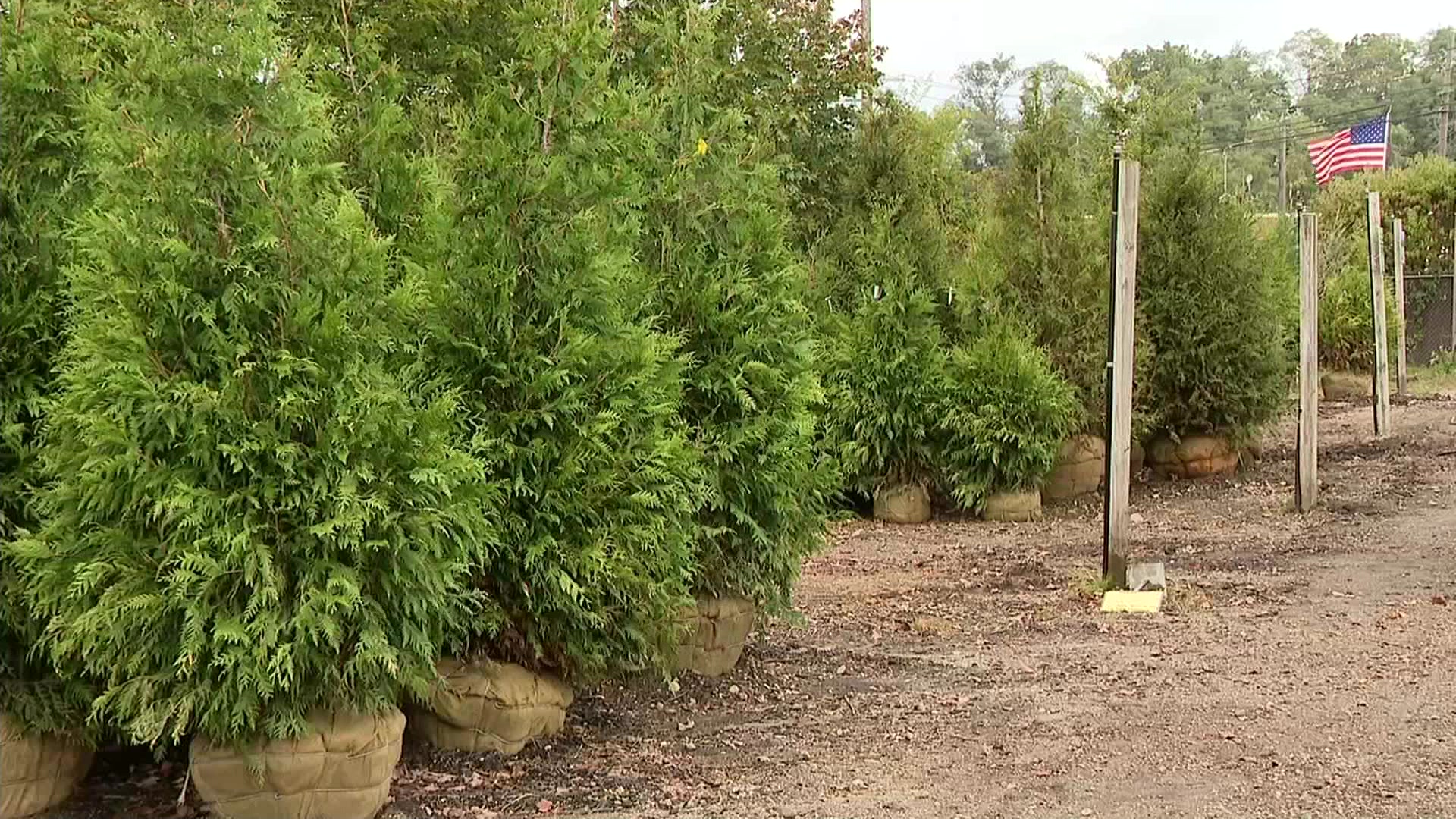 East End Nursery gives Christmas tree outlook for the season