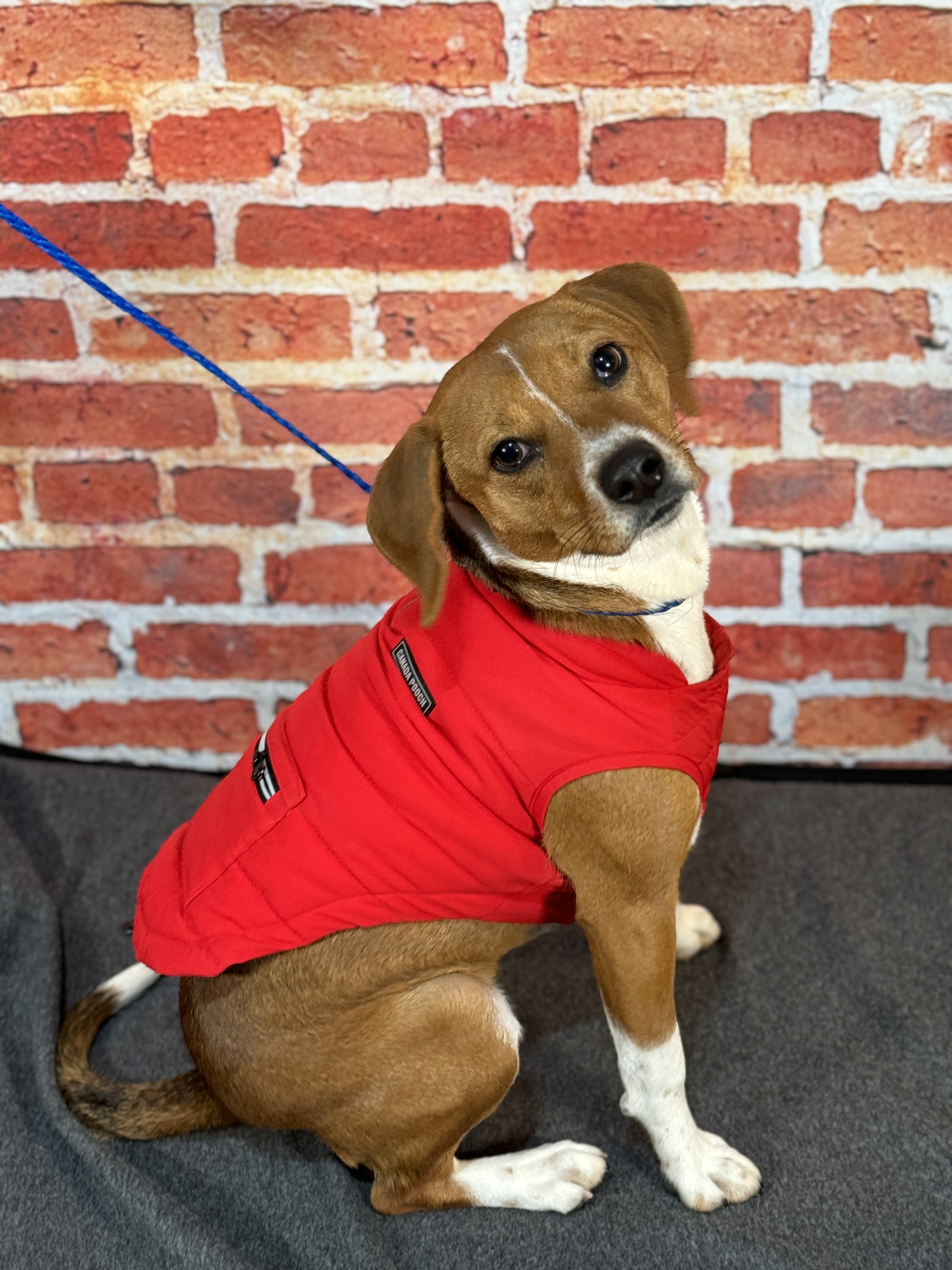 Paws Pals Dogs up for adoption now at Kent Animal Shelter