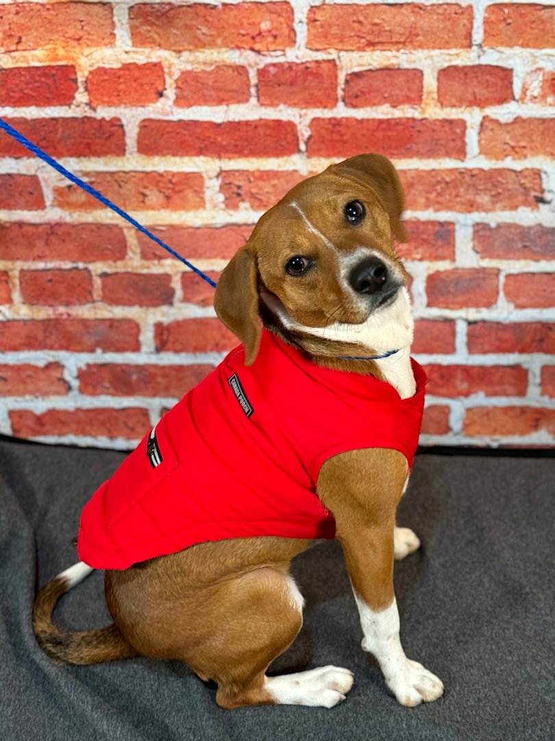 Paws & Pals Dogs up for adoption now at Kent Animal Shelter