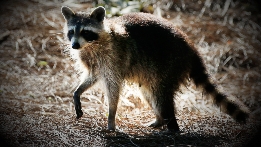 Article 30120 Thumbnail