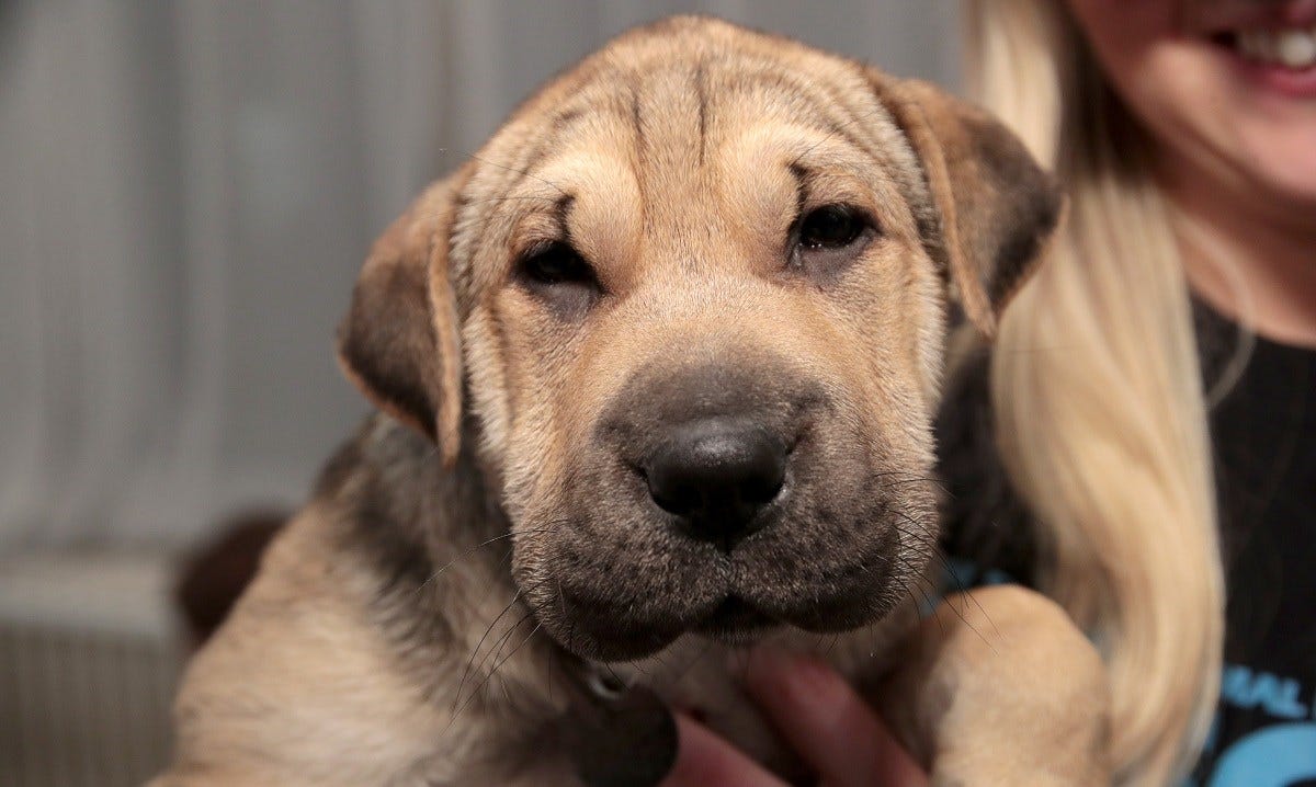 Article 126007 Thumbnail