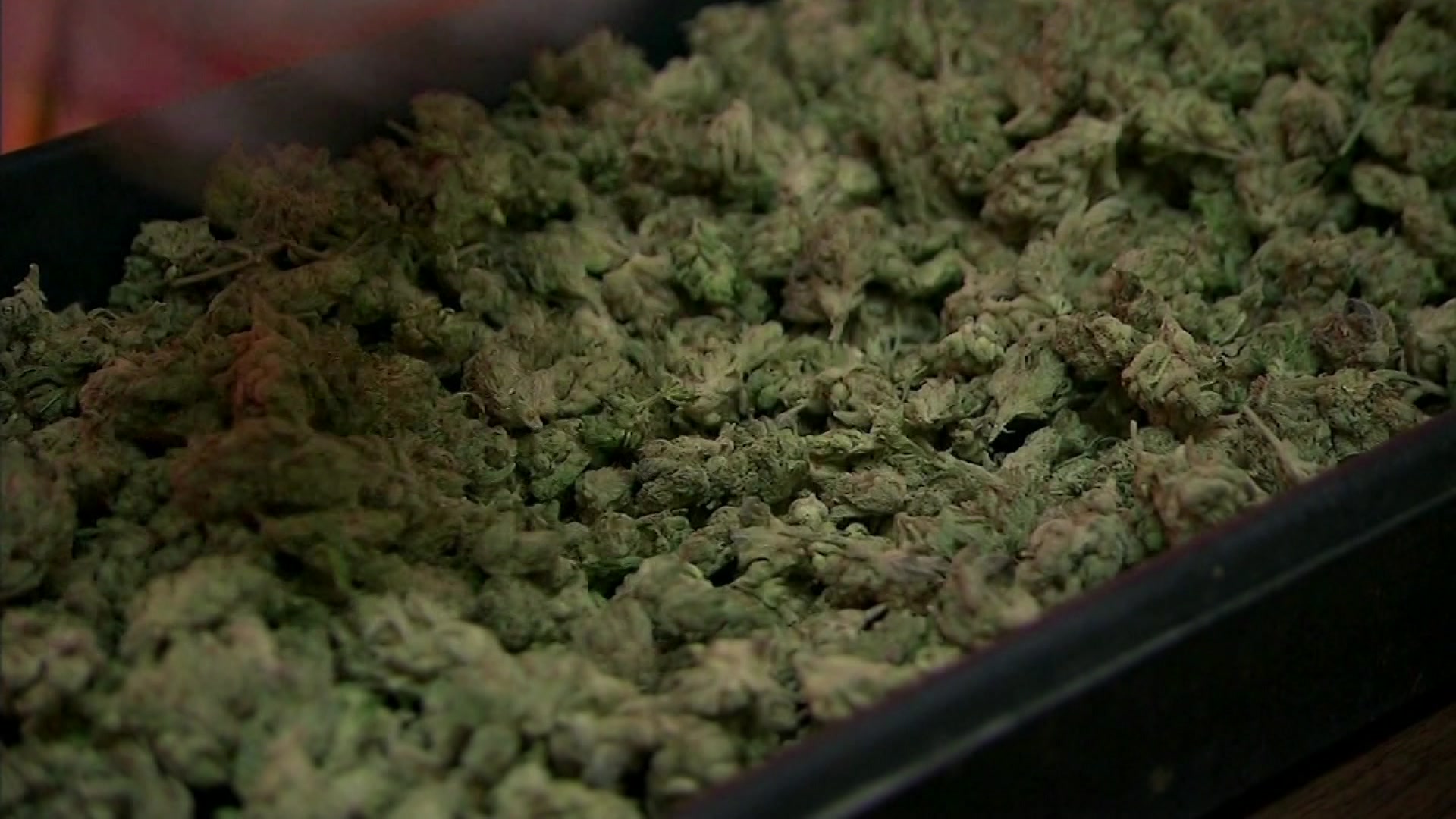 CANNABIS_2026-04-10-05-29-41