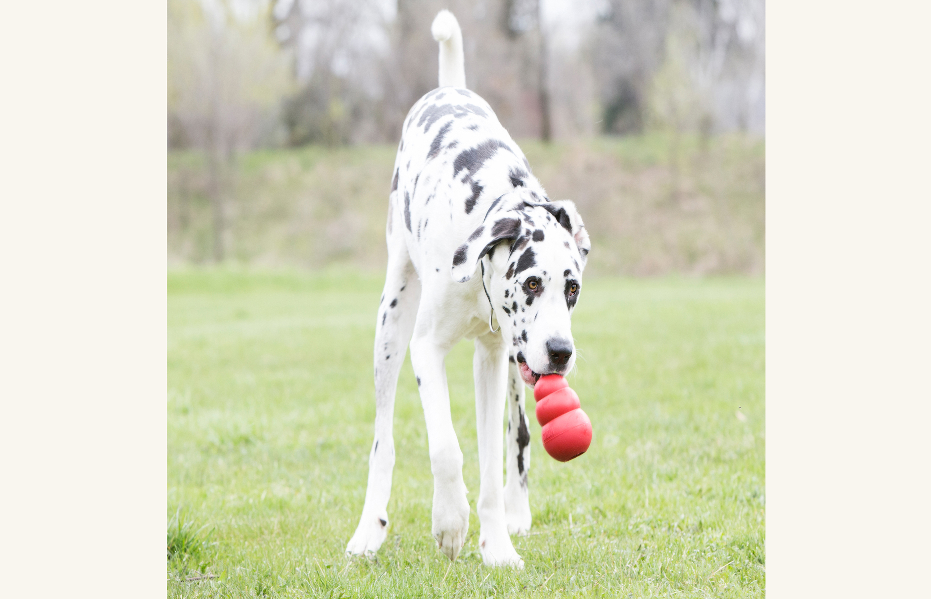 how to get a dog to share toys