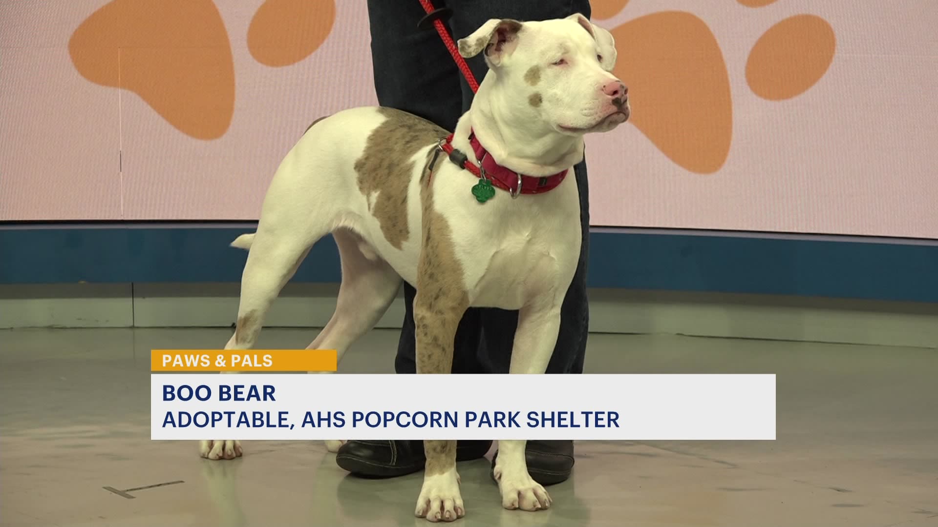 Boo Bear now available for adoption at AHS Popcorn Park in Ocean County
