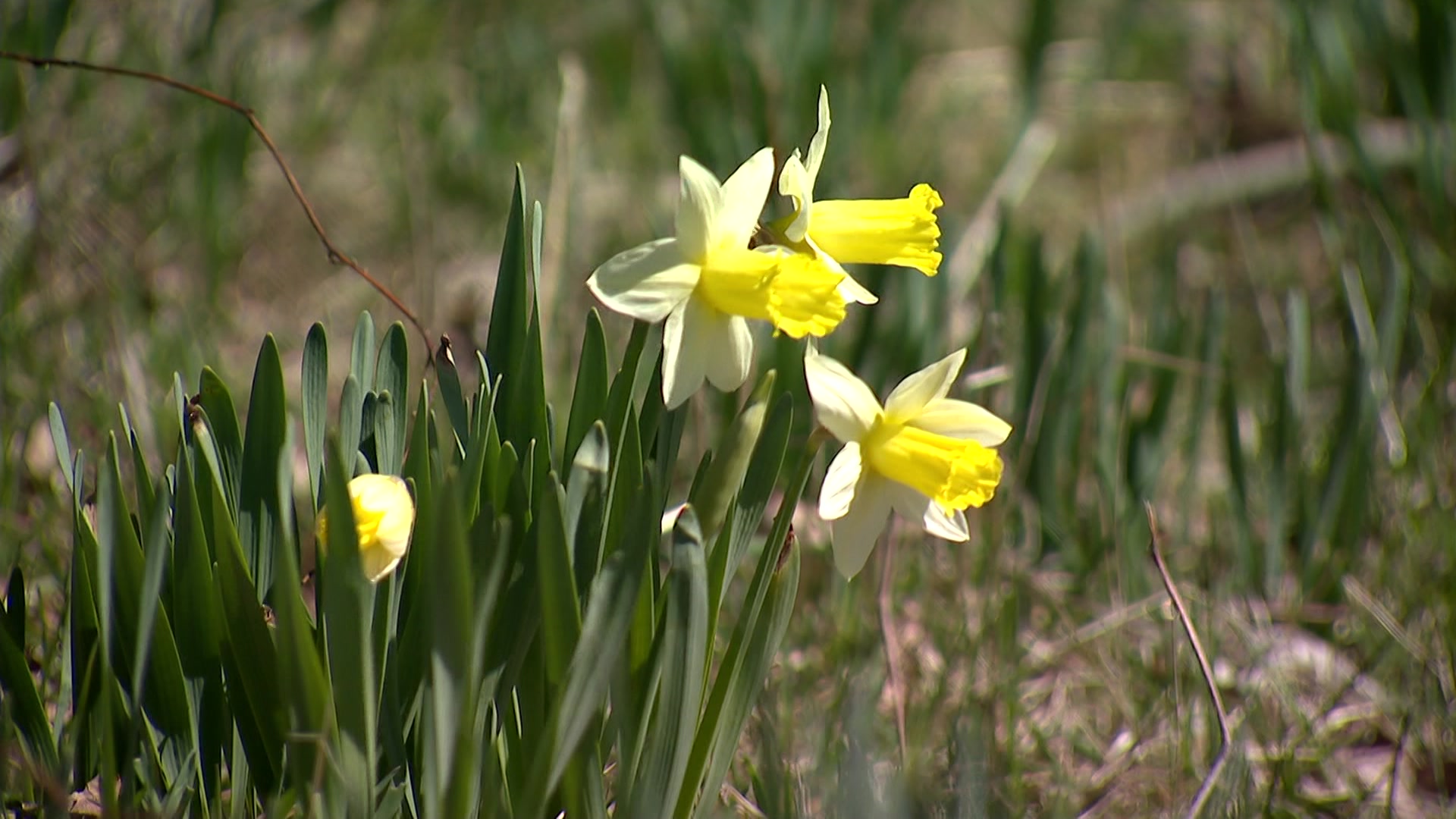 Road Trip Explore thousands of daffodils at Laurel Ridge Foundation in