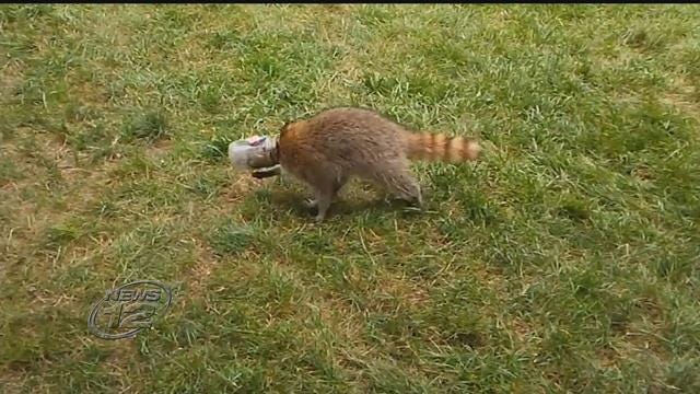 Article 127570 Thumbnail