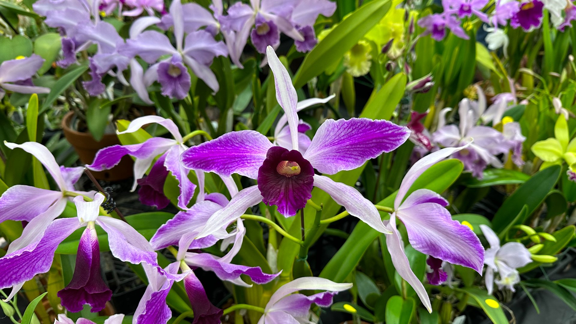 Long Island Orchid Festival 2025