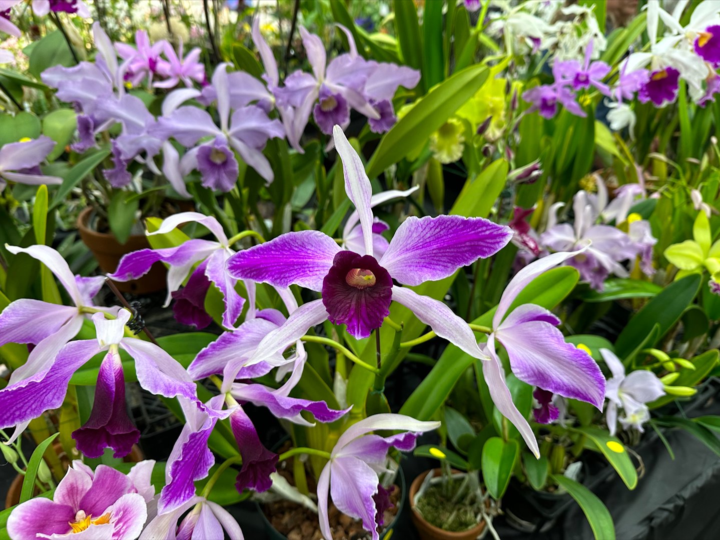 Long Island Orchid Festival being held this weekend at Planting Fields