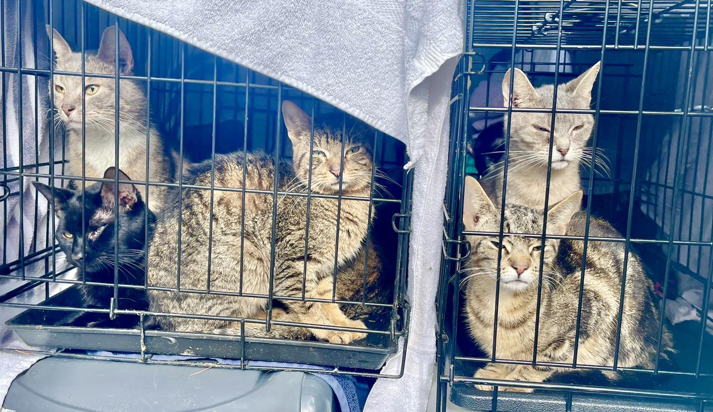 125 Cats Found In Yorktown Home
