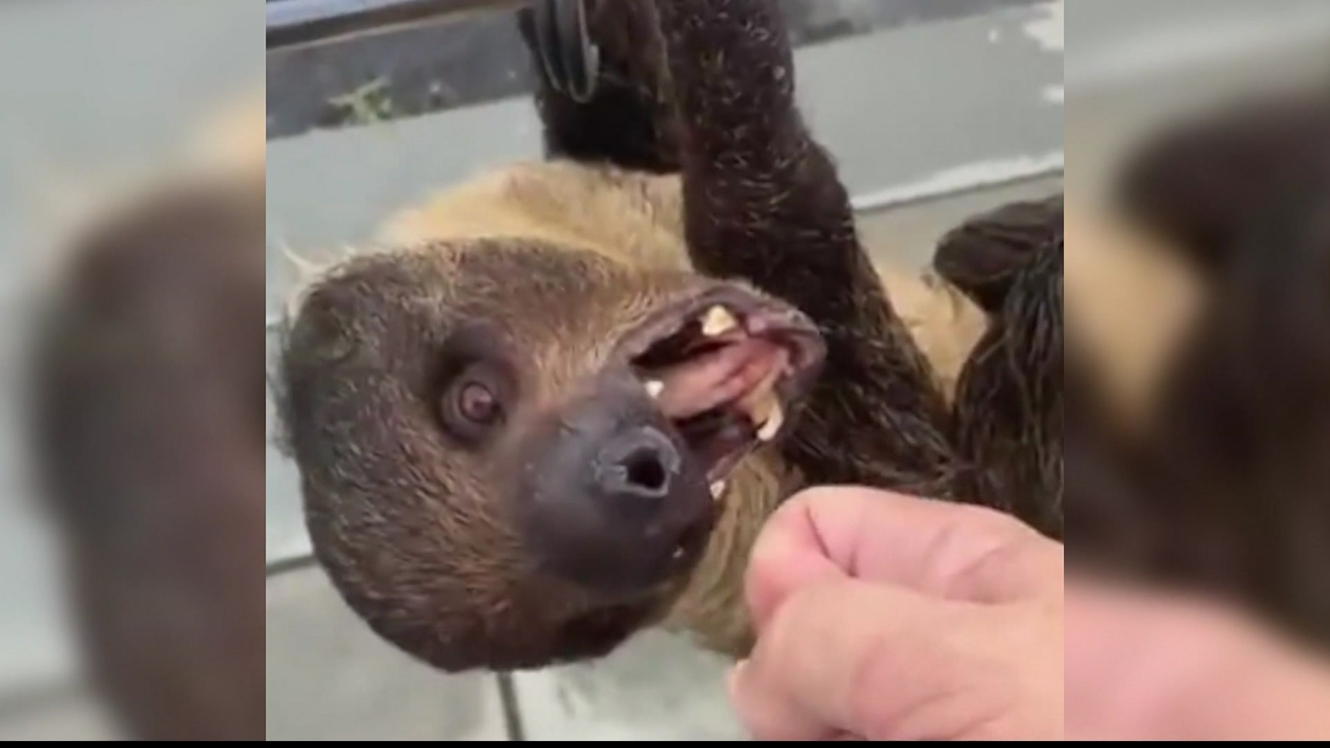 Islip issues 4 court appearance tickets to Sloth Encounters over