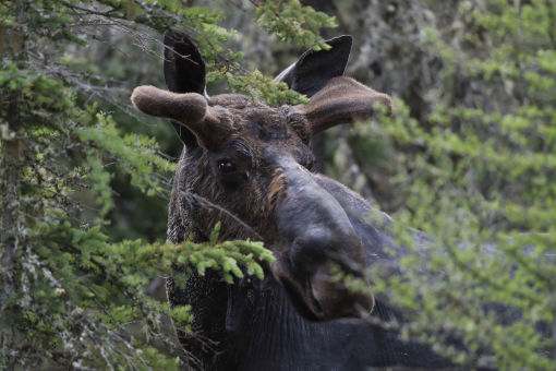 Environmental officials kill moose after it wanders onto Connecticut  airport, didn't reach runway